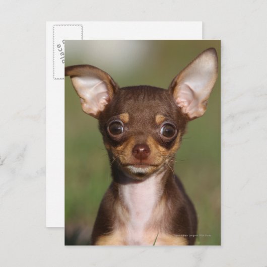 Het Puppy die van Chihuahua Camera bekijken Briefkaart (Voorkant / Achterkant)