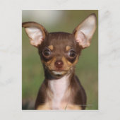 Het Puppy die van Chihuahua Camera bekijken Briefkaart (Voorkant)