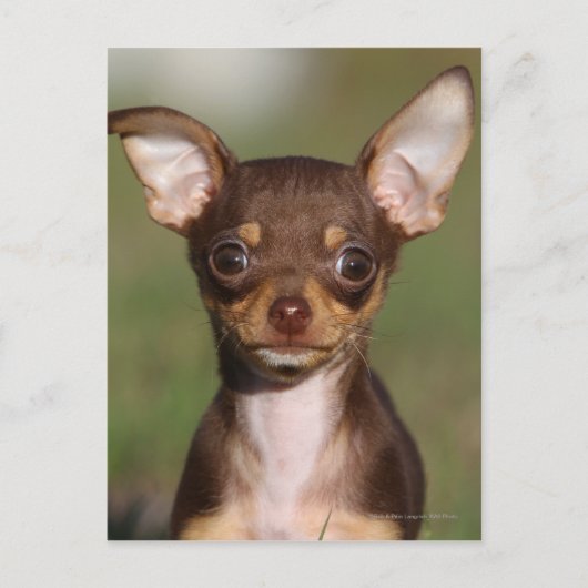 Het Puppy die van Chihuahua Camera bekijken Briefkaart (Voorkant)