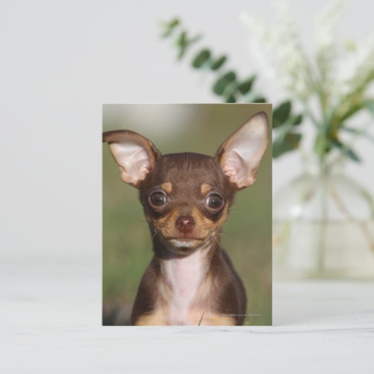 Het Puppy die van Chihuahua Camera bekijken Briefkaart (Staand voorkant)
