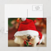 Het puppy die van Frise van Bichon het kostuum van Feestdagenkaart (Voorkant / Achterkant)