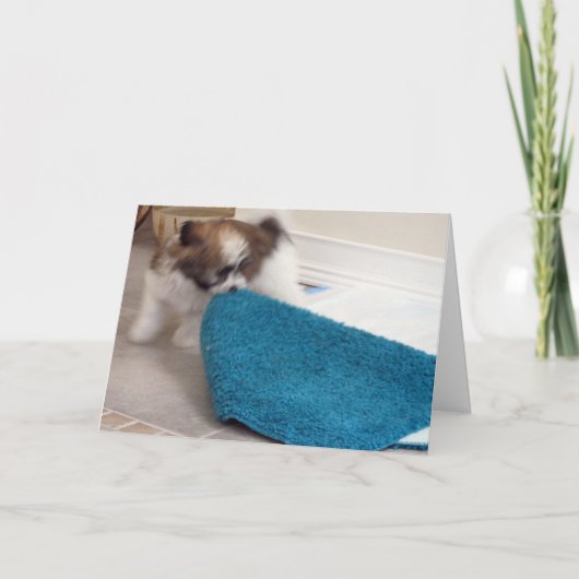 Het Puppy die van Havanese zijn deken bewegen Kaart (Voorkant)