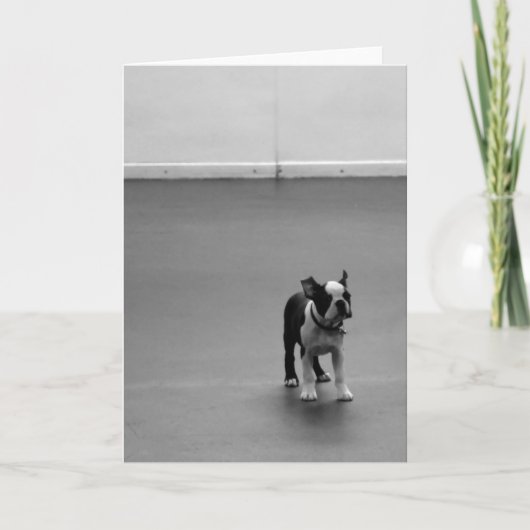 Het Puppy DRU van Boston Terrier Kaart (Voorkant)