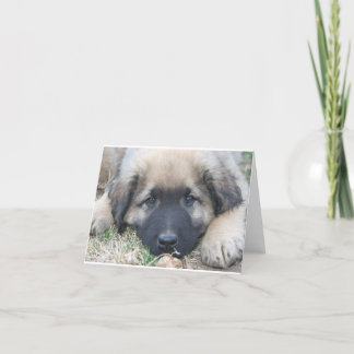 Het puppy Lege Notecard van Leonberger Kaart