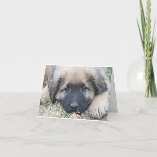 Het puppy Lege Notecard van Leonberger Kaart (Voorkant)