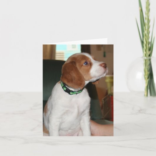 Het Puppy Notecard van Bretagne Kaart (Voorkant)