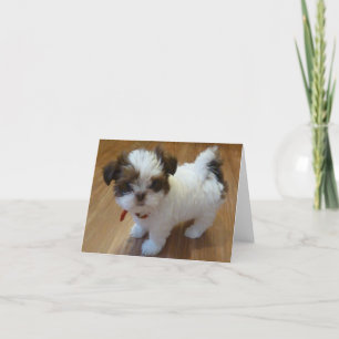 Het Puppy Notecards van Tzu van Shih Kaart