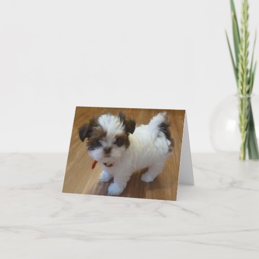 Het Puppy Notecards van Tzu van Shih Kaart (Voorkant)