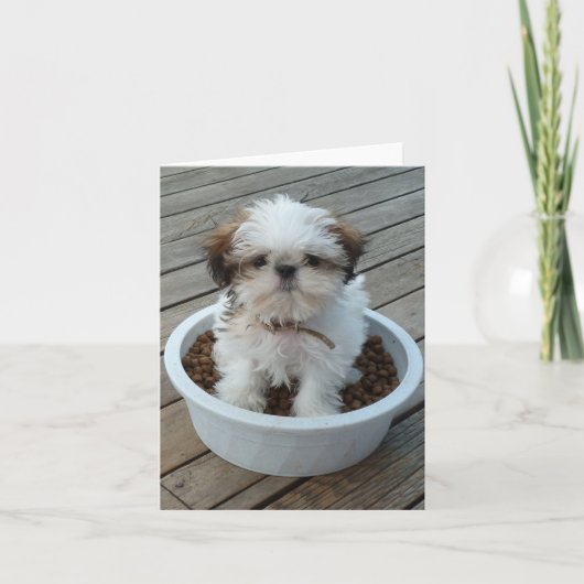 Het Puppy Notecards van Tzu van Shih Kaart (Voorkant)