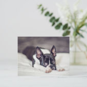 Het Puppy van Boston Terrier Briefkaart (Staand voorkant)