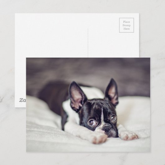 Het Puppy van Boston Terrier Briefkaart (Voorkant / Achterkant)