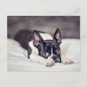 Het Puppy van Boston Terrier Briefkaart