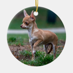 Het Puppy van Chihuahua Keramisch Ornament