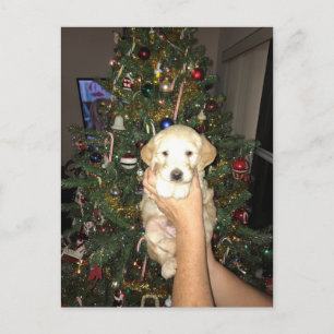 Het Puppy van GoldenDoodle met Kerstboom Feestdagenkaart