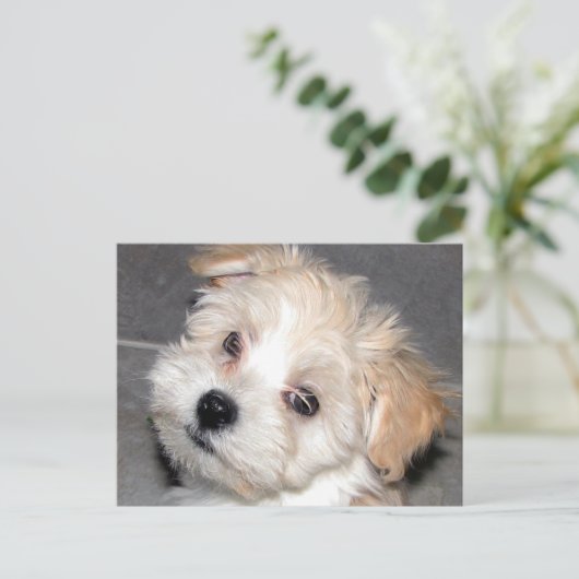 Het Puppy van Havanese Briefkaart (Staand voorkant)