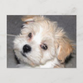 Het Puppy van Havanese Briefkaart (Voorkant)