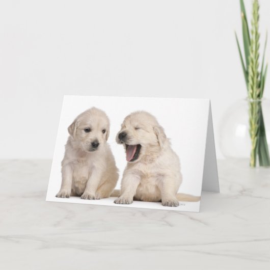 Het "puppy" van het golden retriever (4 weken oud) kaart (Voorkant)