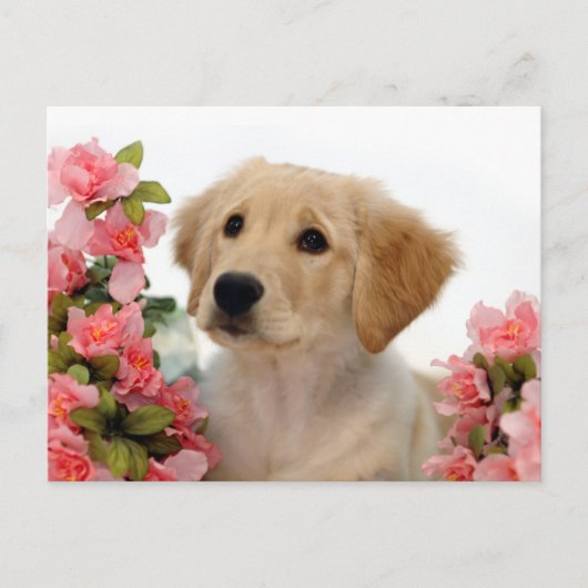 Het Puppy van het golden retriever en Roze Bloemen Briefkaart (Voorkant)