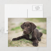 Het Puppy van het Laboratorium van de chocolade Briefkaart (Voorkant / Achterkant)