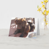 Het Puppy van het Laboratorium van de chocolade Kaart (Gele Bloem)