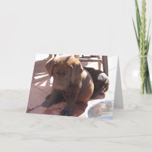 Het Puppy van het Laboratorium van de chocolade Kaart