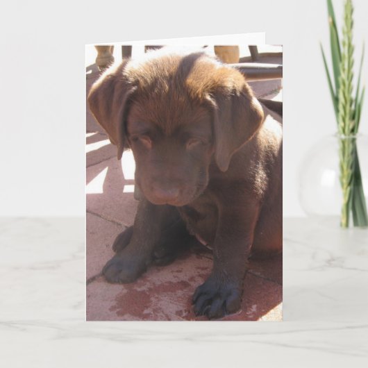 Het Puppy van Labrador van de chocolade Kaart (Voorkant)