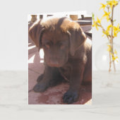 Het Puppy van Labrador van de chocolade Kaart (Gele Bloem)