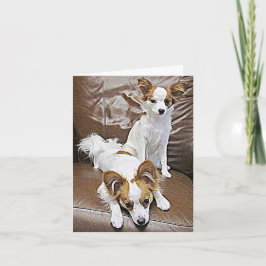 Het "puppy" van Papillon 6 Maanden van de Kaart