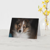 Het Puppy van Sheltie Kaart (Gele Bloem)