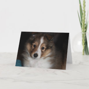 Het Puppy van Sheltie Kaart