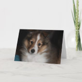 Het Puppy van Sheltie Kaart (Voorkant)