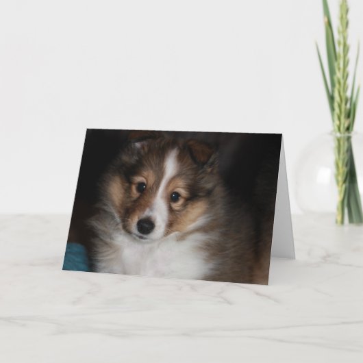 Het Puppy van Sheltie Kaart (Voorkant)