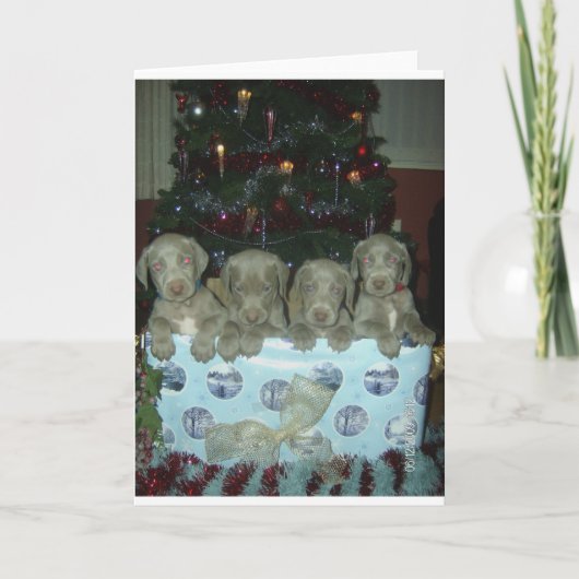Het "puppy" van Weimaraner van Kerstmis Feestdagen Kaart (Voorkant)