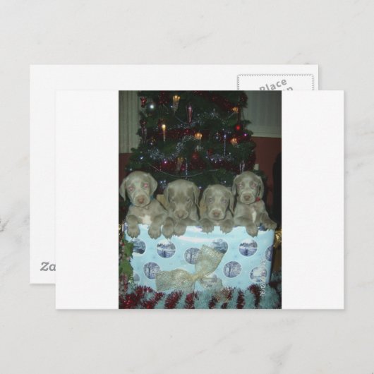 Het "puppy" van Weimaraner van Kerstmis Feestdagenkaart (Voorkant / Achterkant)
