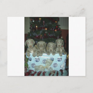 Het "puppy" van Weimaraner van Kerstmis Feestdagenkaart