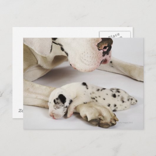 Het puppyslaap van Great dane van de harlekijn op Briefkaart (Voorkant / Achterkant)