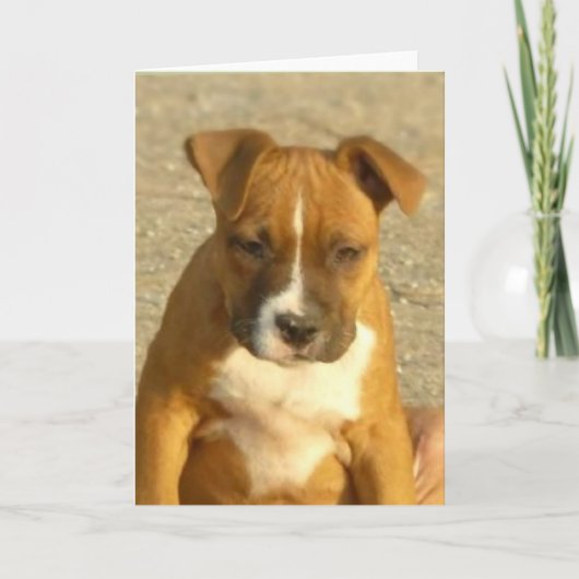 Het puppywenskaart van Pitbull Kaart (Voorkant)