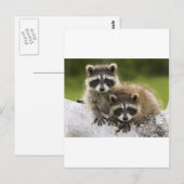 Het Raccoon Couple Briefkaart (Voorkant / Achterkant)