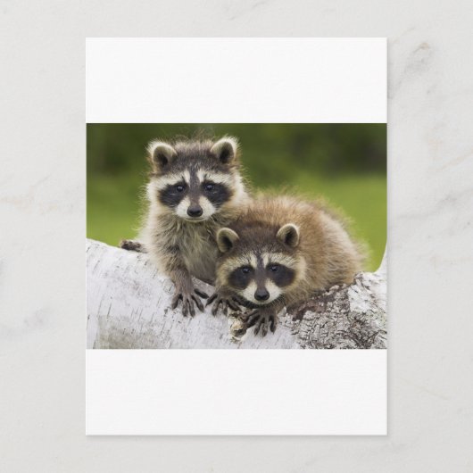 Het Raccoon Couple Briefkaart (Voorkant)