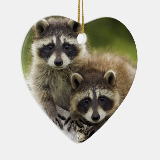Het Raccoon Couple Keramisch Ornament (Rechts)