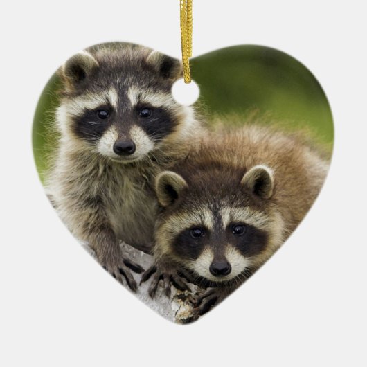 Het Raccoon Couple Keramisch Ornament (Voorkant)
