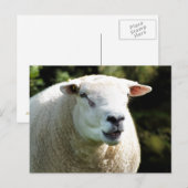 HET RAM BRIEFKAART (Voorkant / Achterkant)