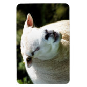 HET RAM MAGNEET (Verticaal)