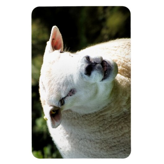 HET RAM MAGNEET (Verticaal)