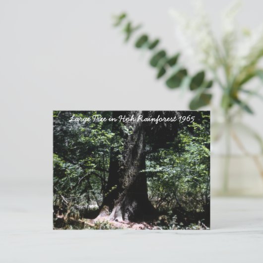 Het regenwoud 1965 briefkaart (Staand voorkant)