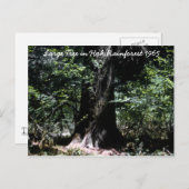 Het regenwoud 1965 briefkaart (Voorkant / Achterkant)