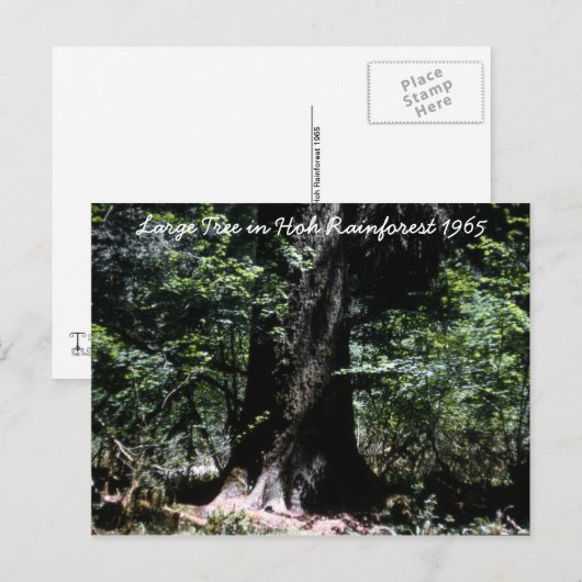Het regenwoud 1965 briefkaart (Voorkant / Achterkant)