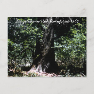 Het regenwoud 1965 briefkaart