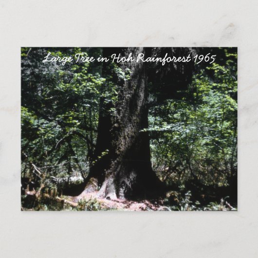 Het regenwoud 1965 briefkaart (Voorkant)