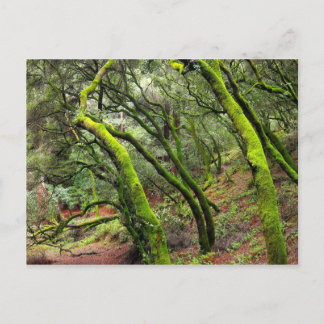 Het Regionale Park van de Californische sequoia, Briefkaart
